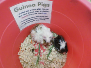 photo of guinea pigs